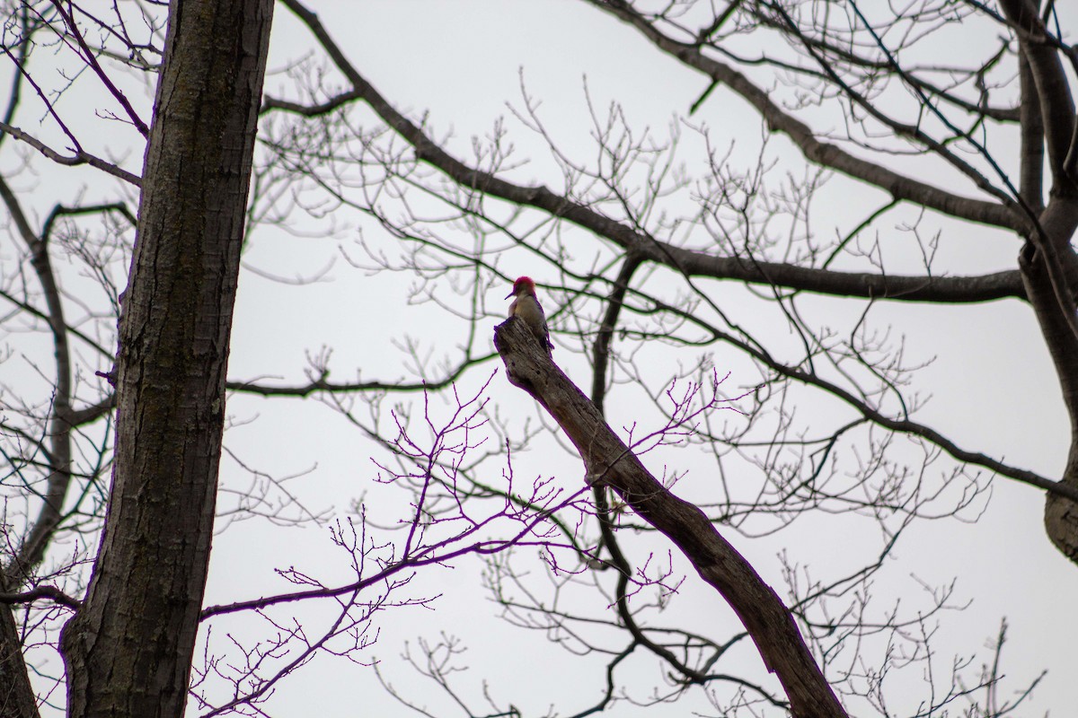 Red-bellied Woodpecker - ML219661611