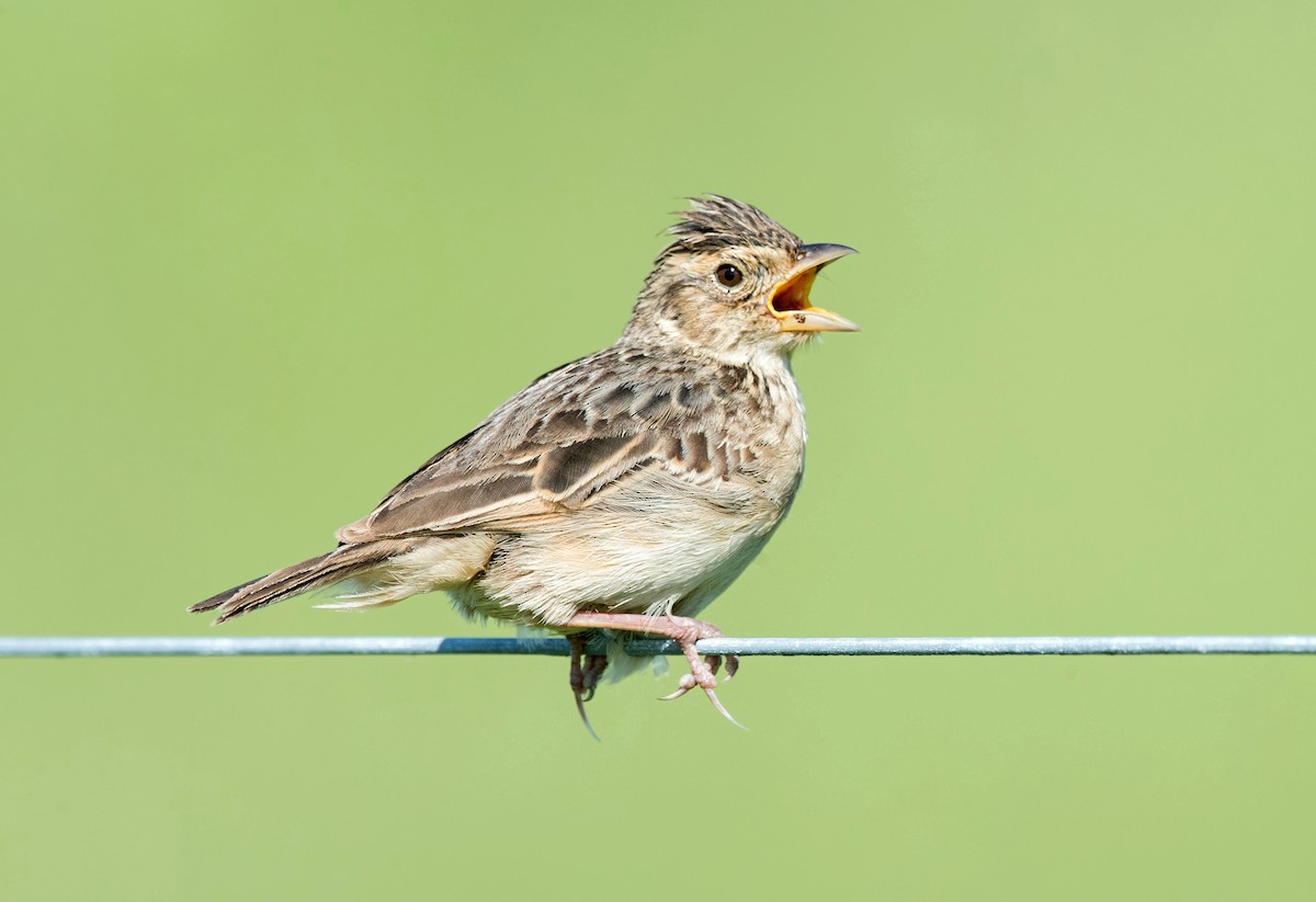 Singing Bushlark (Australasian) - David Irving