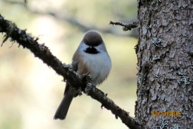 Boreal Chickadee - Maureen Wolter