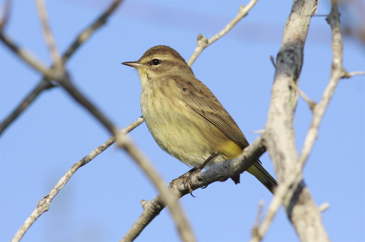 Palm Warbler (Western) - ML219664711