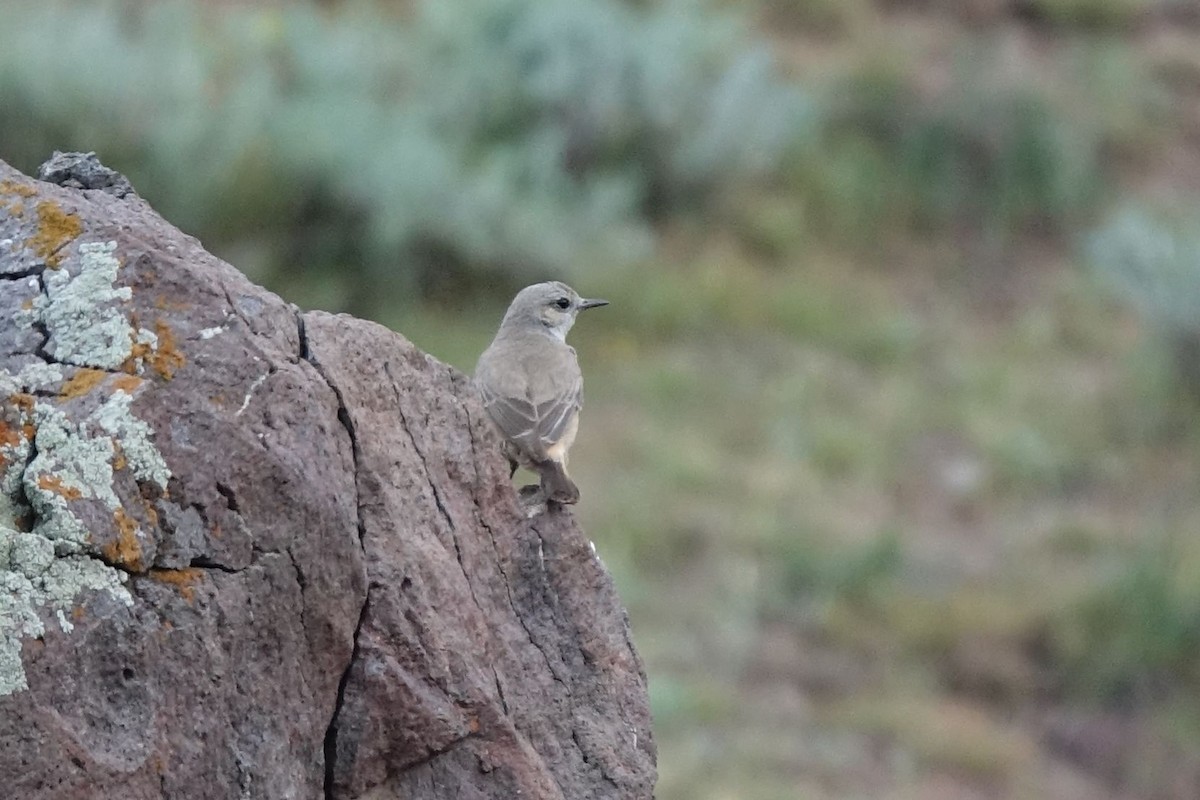 Persian Wheatear - ML219664771