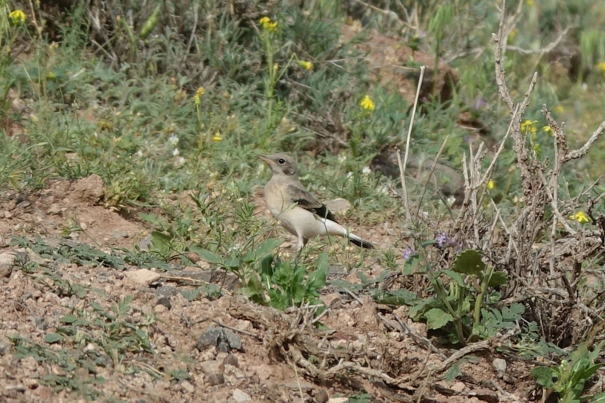 Persian Wheatear - ML219664811