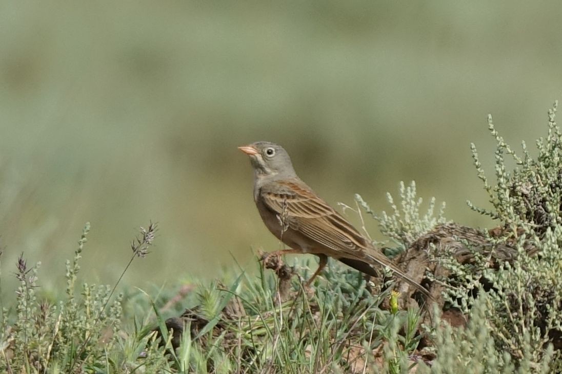 Gray-necked Bunting - ML219664831