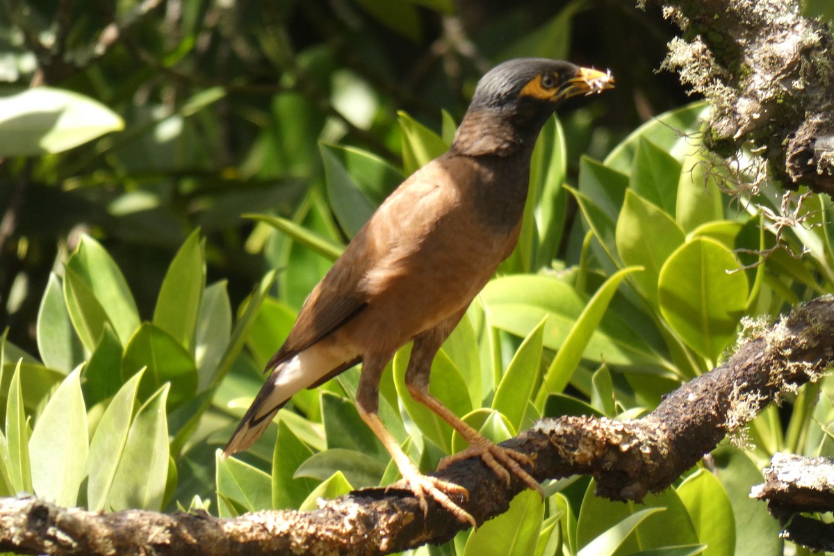 ML219665041 - Common Myna - Macaulay Library