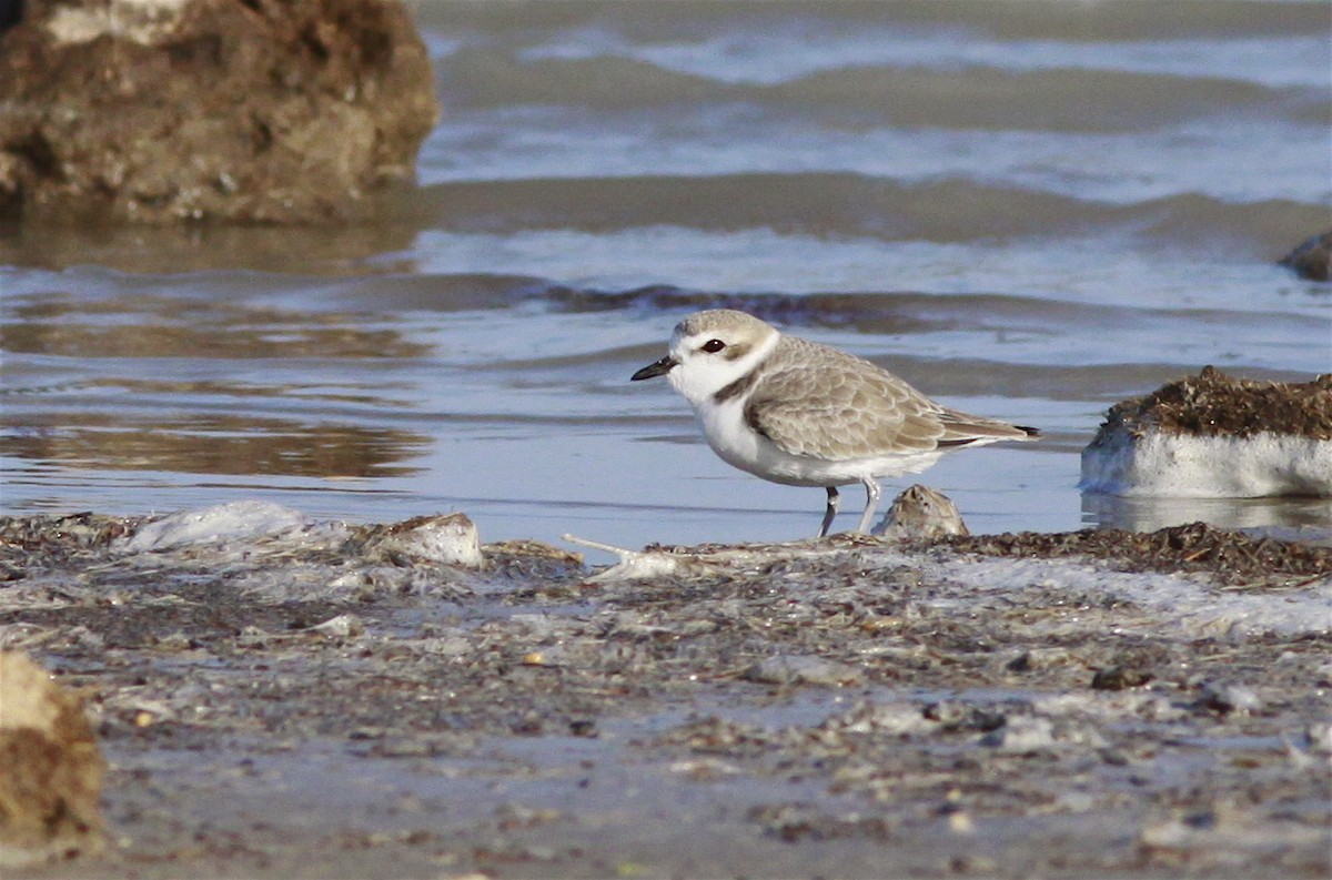 Snowy Plover - ML219665081