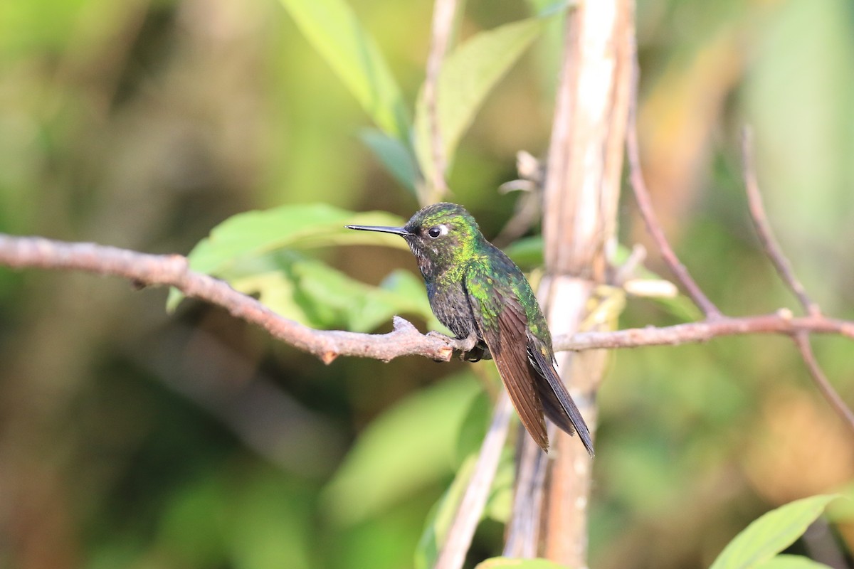 Buff-tailed Coronet - ML219666081