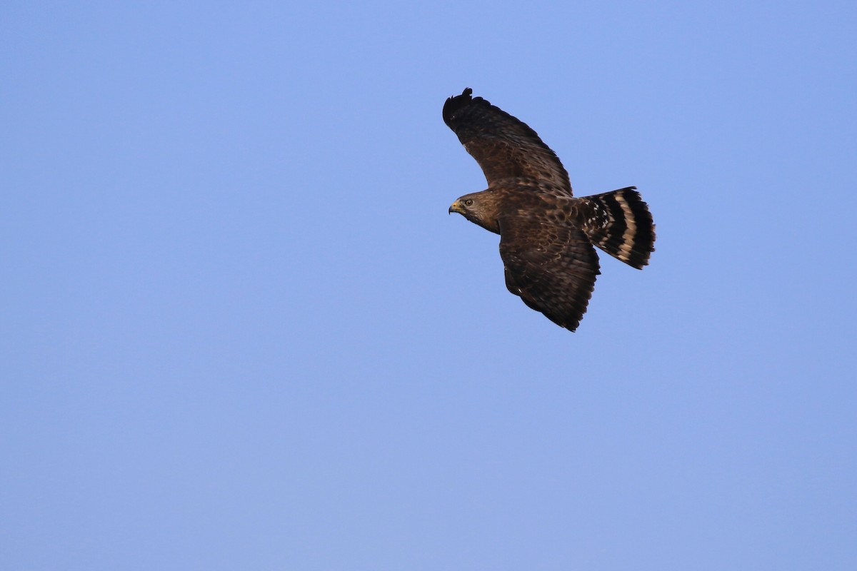 Broad-winged Hawk - ML219666281