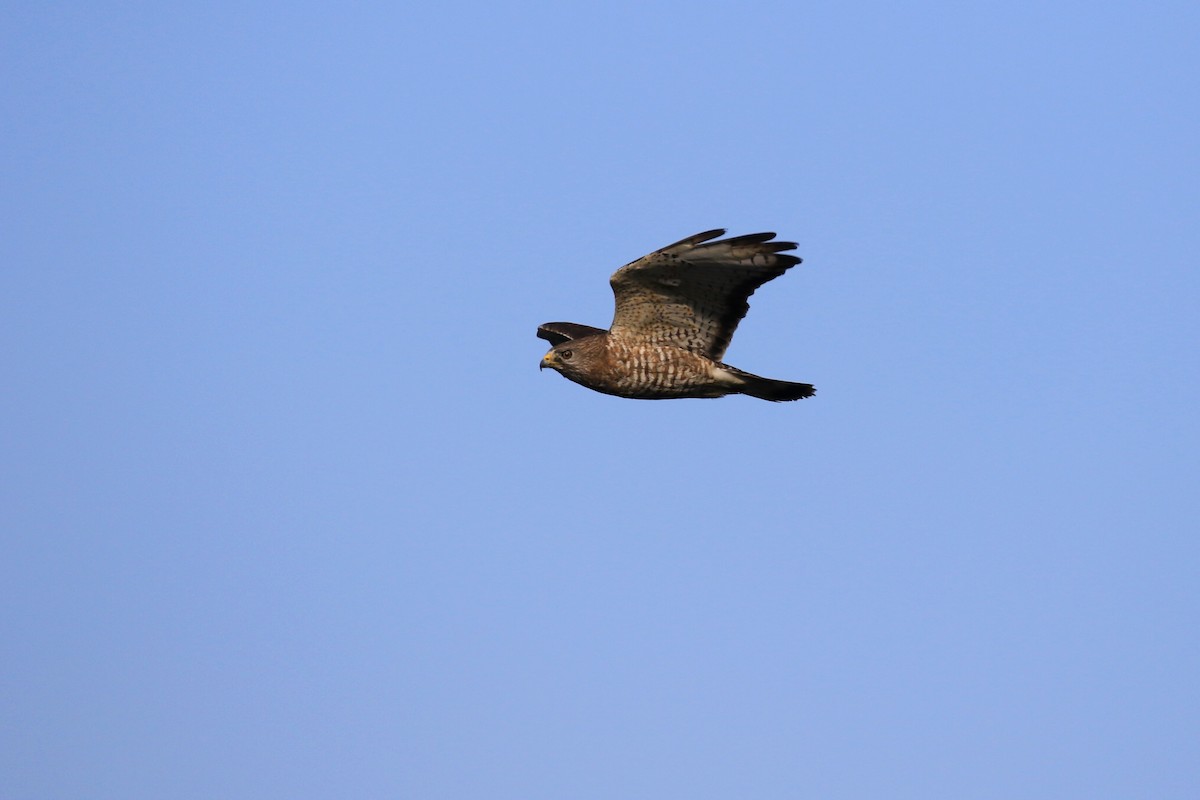 Broad-winged Hawk - ML219666291