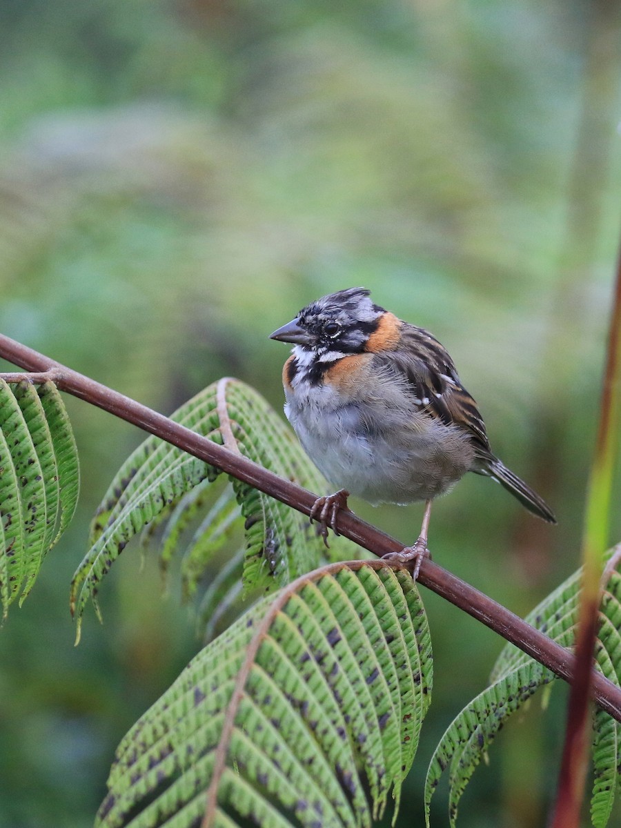 Rufous-collared Sparrow - ML219666651