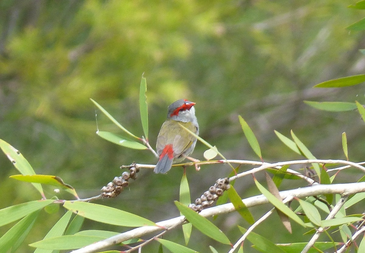 Red-browed Firetail - ML21966671