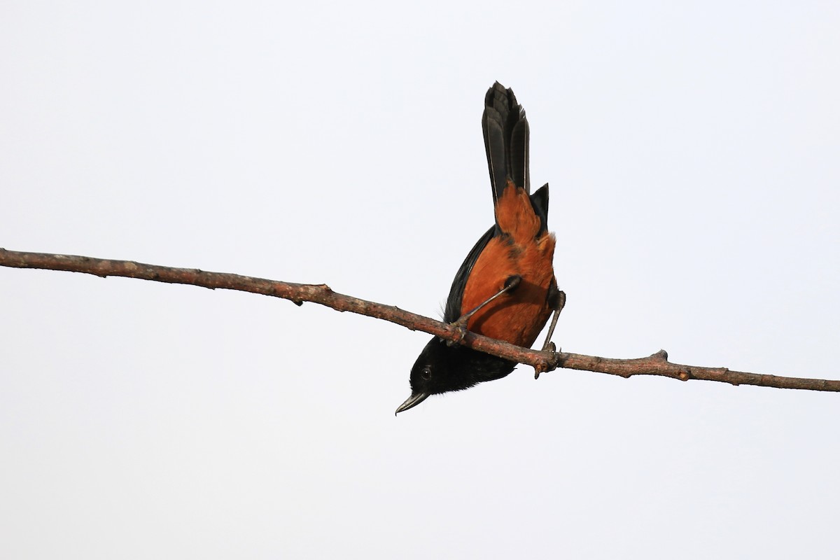 Chestnut-bellied Flowerpiercer - ML219666771