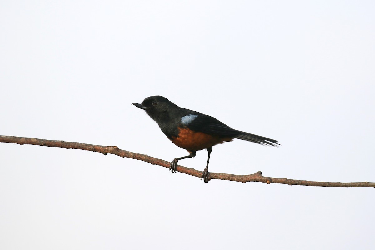 Chestnut-bellied Flowerpiercer - ML219666781