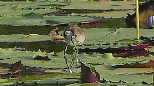 Comb-crested Jacana - ML219667131