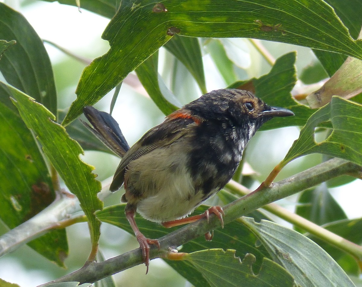 Red-backed Fairywren - ML21966751