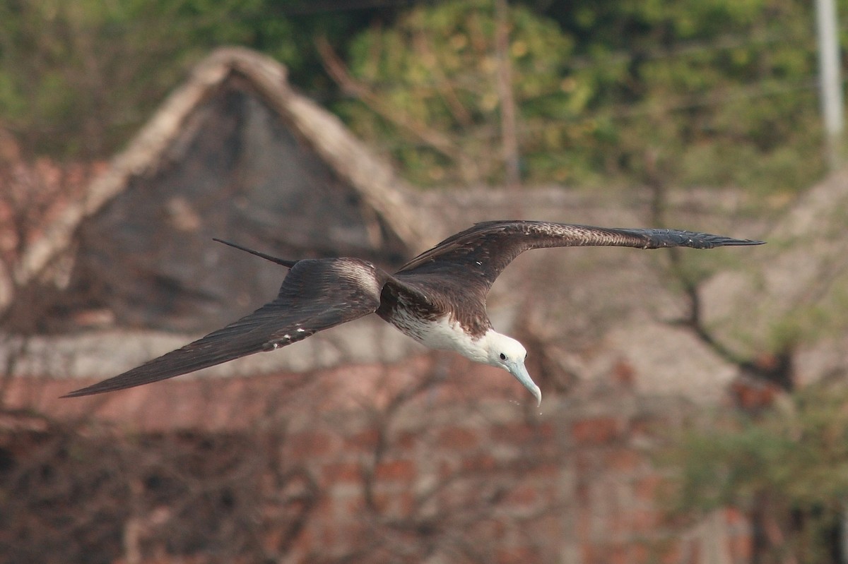 Magnificent Frigatebird - ML219668191