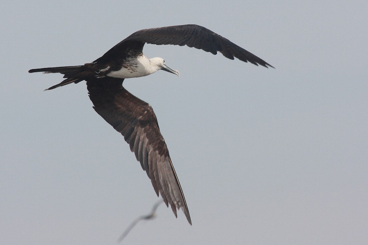 Magnificent Frigatebird - ML219668221