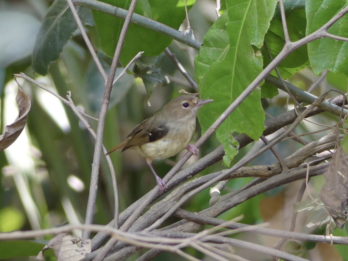 Tropical Scrubwren - Peter Kaestner