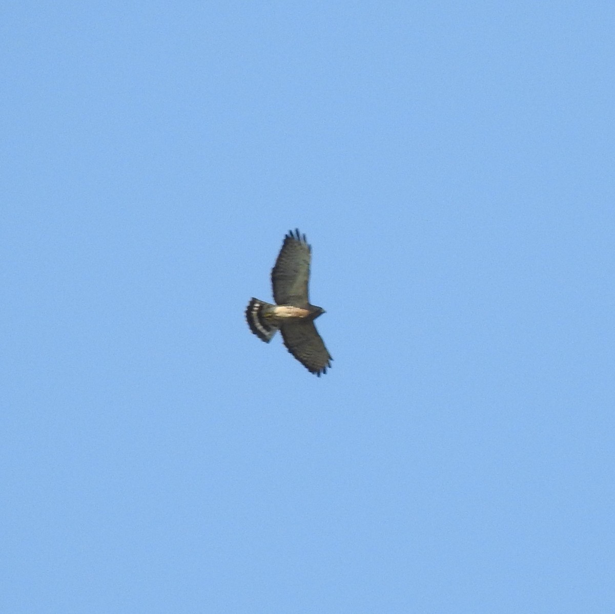 Broad-winged Hawk - ML219668611