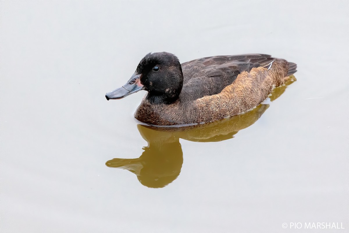 Black-headed Duck - Pio Marshall