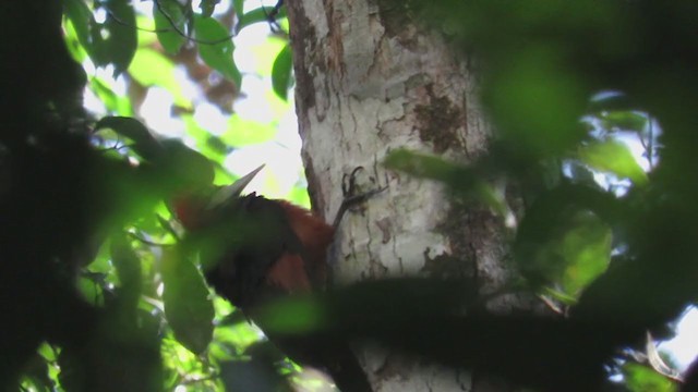 Red-necked Woodpecker - ML219668881