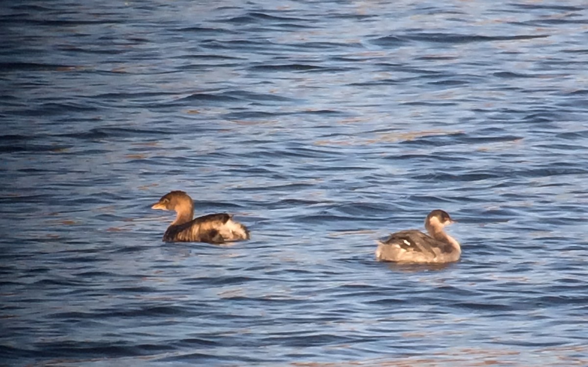 Eared Grebe - ML21966901