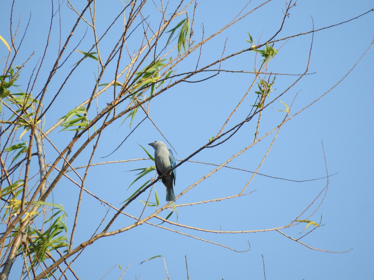 Blue-gray Tanager - ML219669111