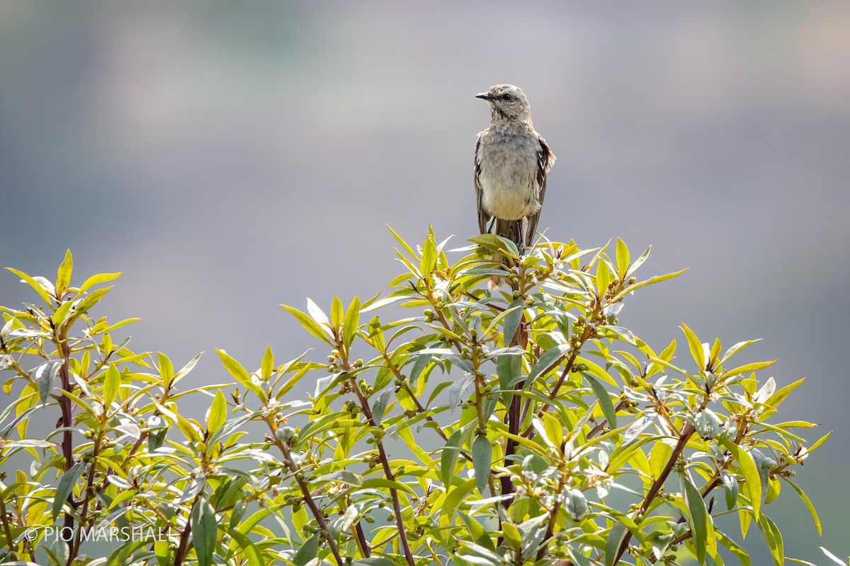 Chilean Mockingbird - Pio Marshall