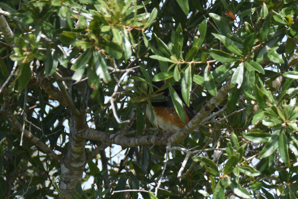 Eastern Towhee (White-eyed) - ML219670791