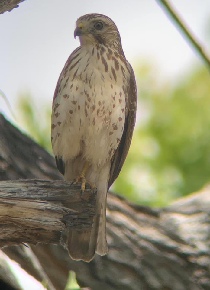 Broad-winged Hawk - ML219670921