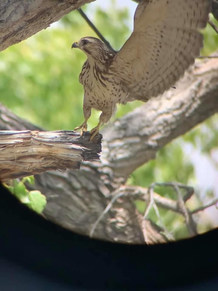 Broad-winged Hawk - ML219670931