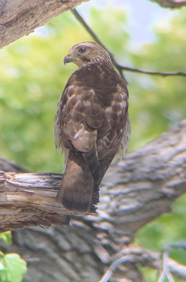 Broad-winged Hawk - ML219670941