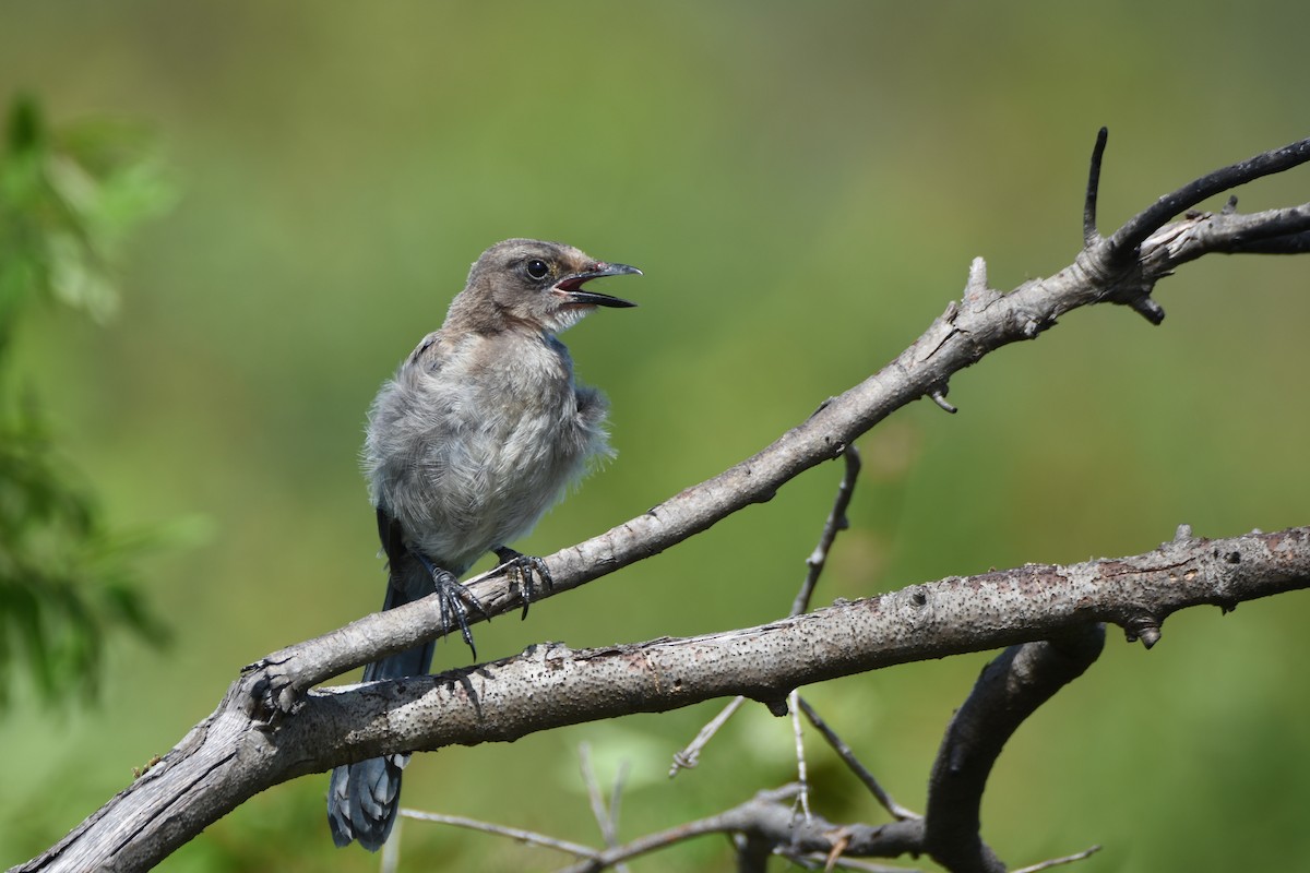 Florida Scrub-Jay - ML219671181