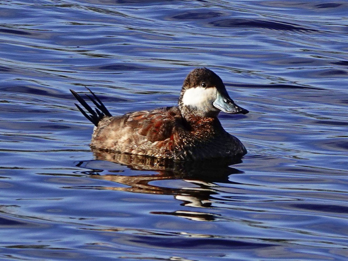 Ruddy Duck - William Proebsting