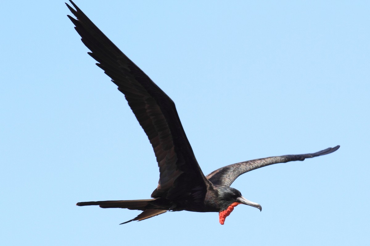 Magnificent Frigatebird - Manfred Bienert