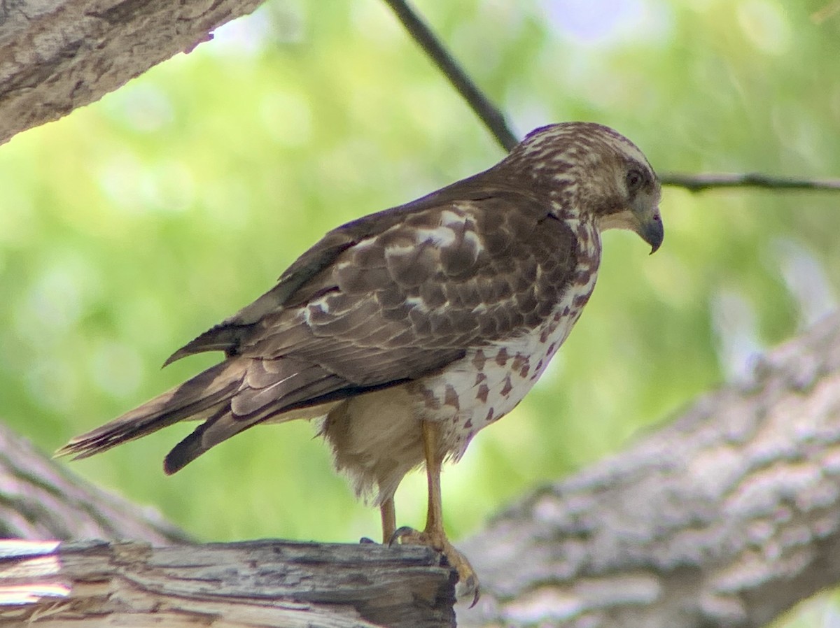 Broad-winged Hawk - ML219672251