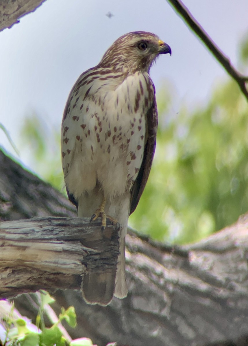 Broad-winged Hawk - ML219672281