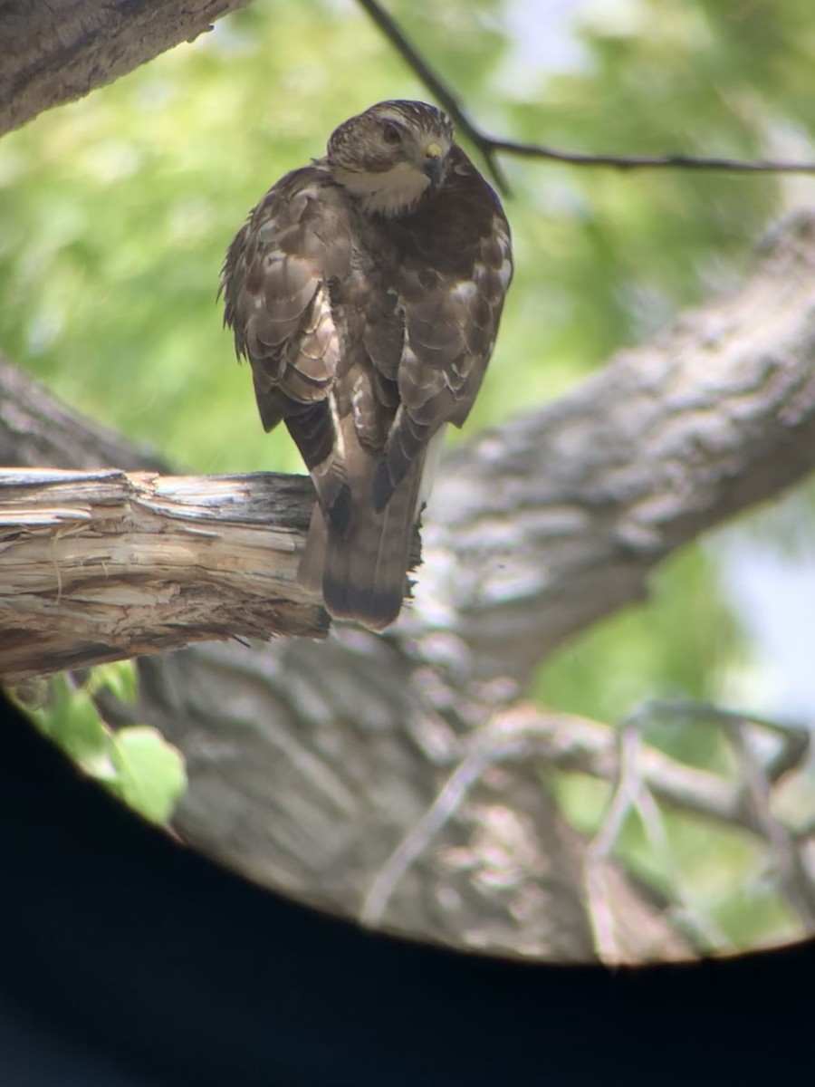 Broad-winged Hawk - ML219672311