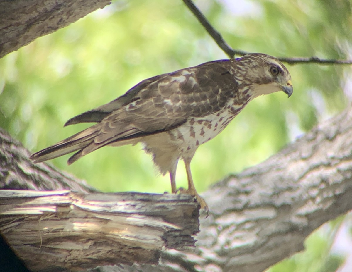 Broad-winged Hawk - ML219672321