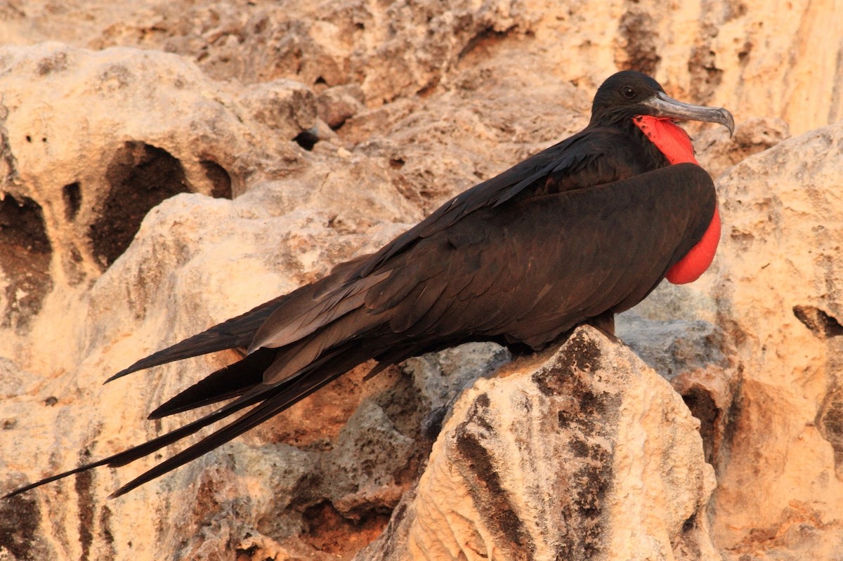 Magnificent Frigatebird - ML219672871