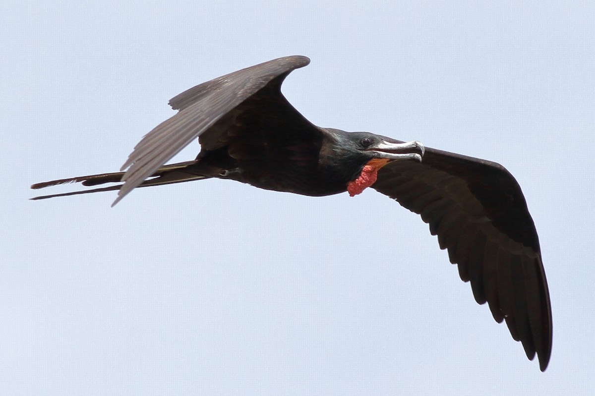 Magnificent Frigatebird - ML219673661