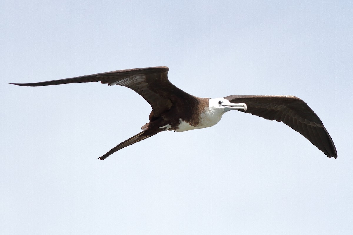 Magnificent Frigatebird - Manfred Bienert