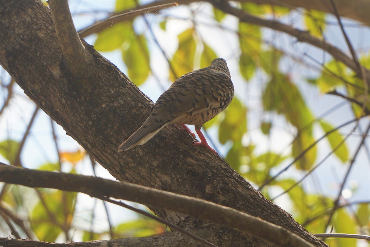 Scaled Dove - ML219673781