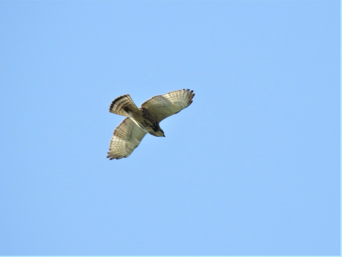 Breitflügelbussard - ML219673791