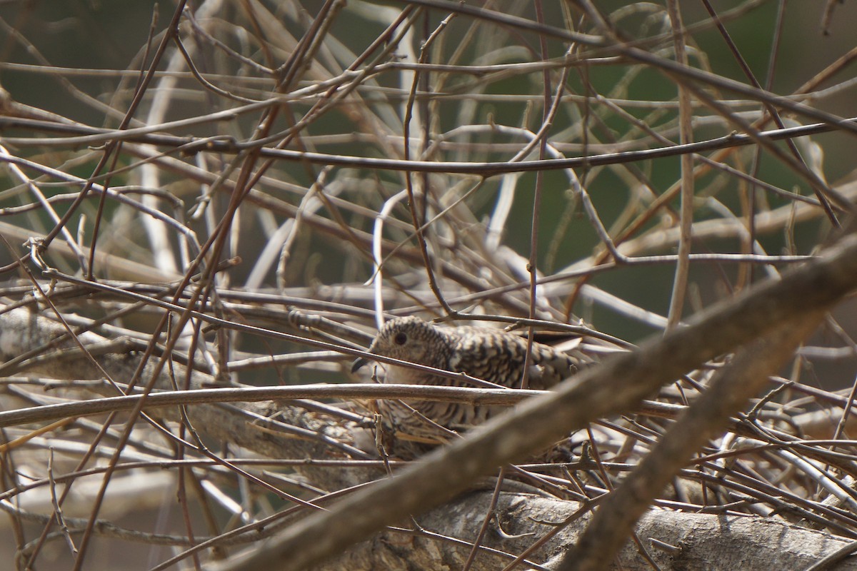 Scaled Dove - ML219673881