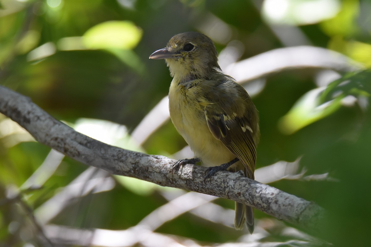 Vireo Piquigrueso - ML219674241