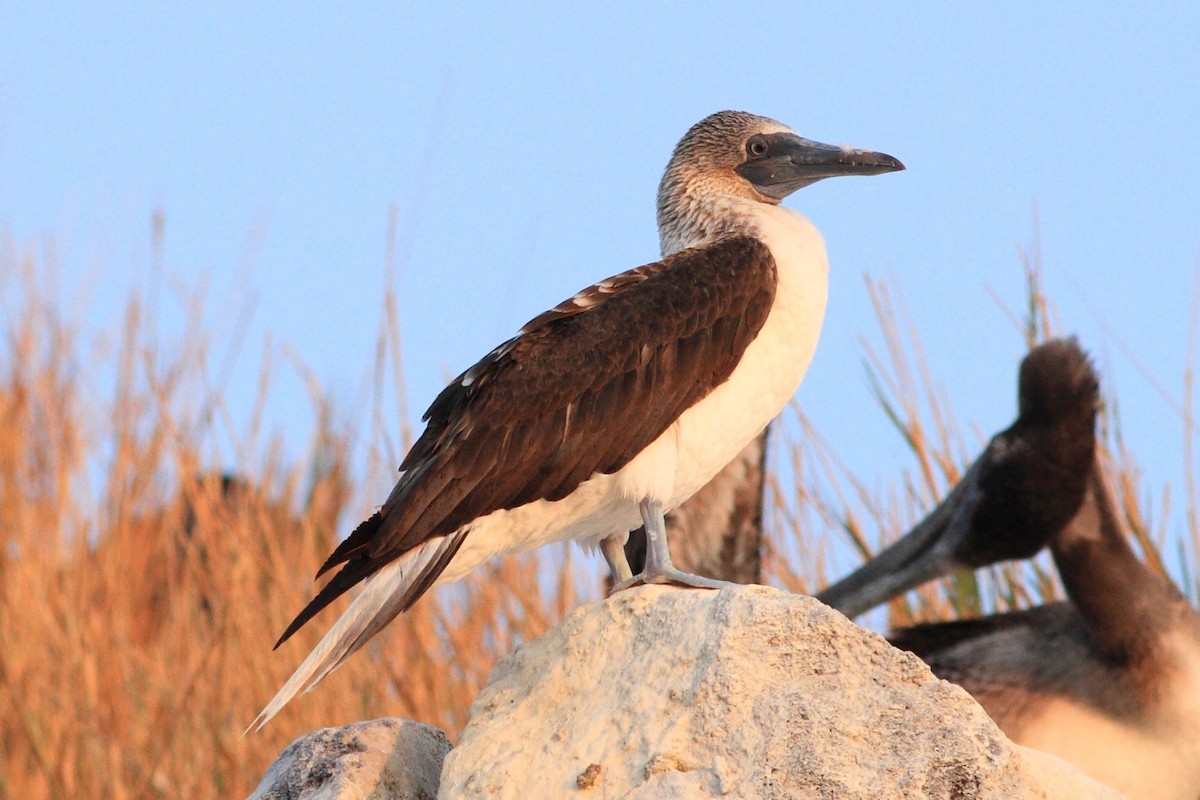 Blue-footed Booby - ML219674451