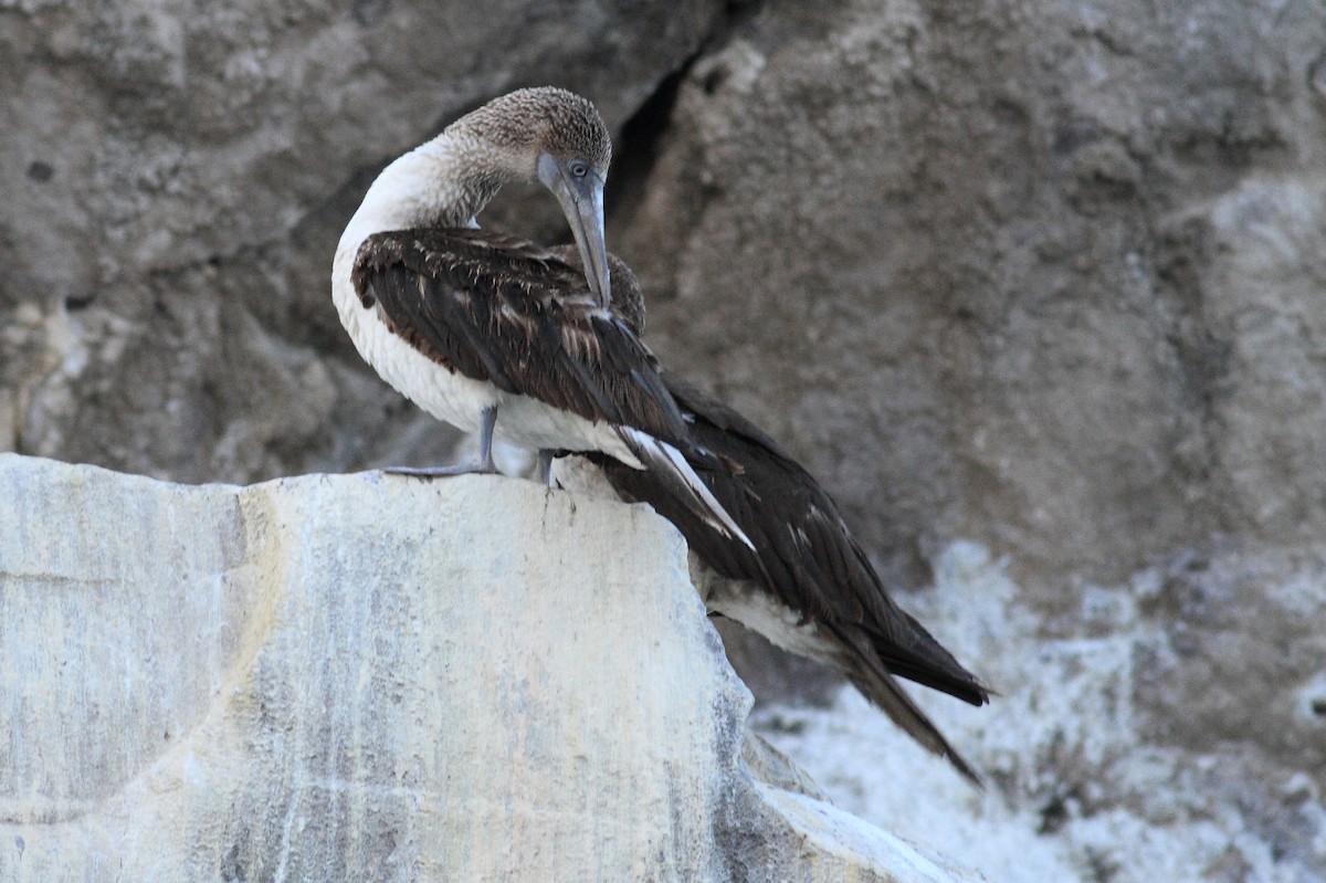 Blue-footed Booby - ML219674461