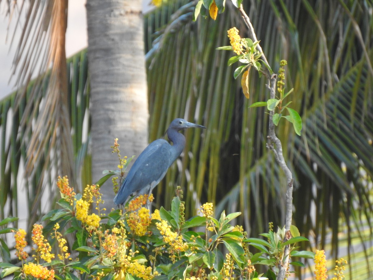 Little Blue Heron - ML219674641