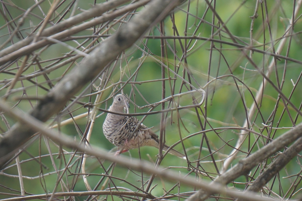 Scaled Dove - ML219674741