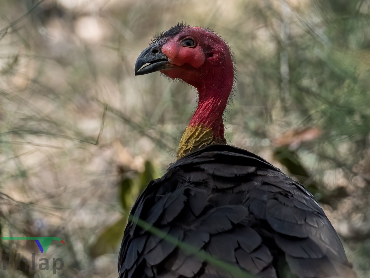 Australian Brushturkey - ML219674791